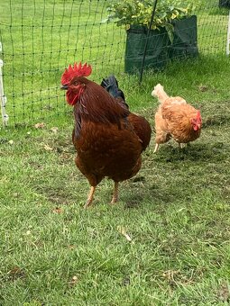 Kohout 🐓 - 7
