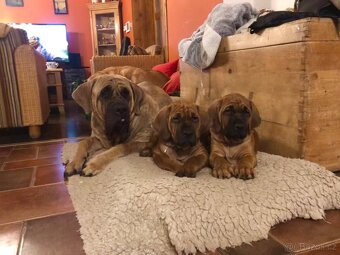 TOSA INU - štěňata s PP - 7