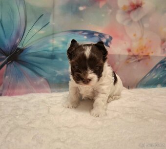 Jorkšírský teriér - biro, biewer - 7