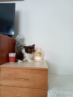 Jorkšírský teriér štěně - 7