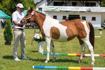 Huculský hřebec, Hucul, malý kůň, pony, hnědý, plavý - 7