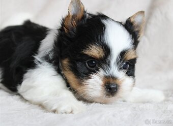 Biewer terrier s PP FCI - 7
