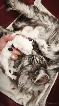 Maine coon kočičky kočky - úhrada aj na časti - 7