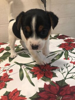Jack Russell Teriér - 7
