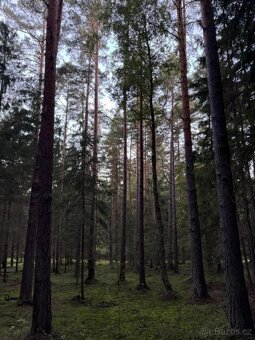 Prodám lesní pozemek v k.ú. Ločenice, p.č. 760/46 - 7