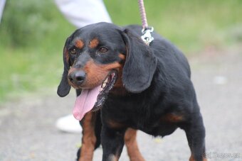 MR.SAUSAGE K ADOPCI - 7 LET,HODNÝ, KÁMOŠ S CHLAPMI :-) - 7