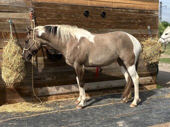 Hřebeček american paint horse - 7