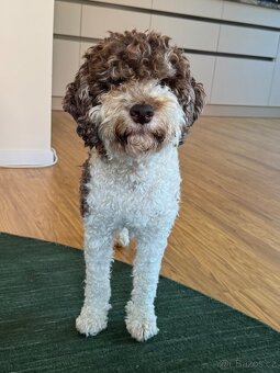 Prodám štěňata lagotto romagnolo - italský vodní pes - 7