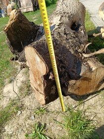 Prodám kmen čas kořene ořechů - 7