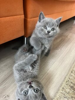 Britské kotatka - 7