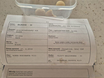 Kladrubský kůň - klisna stáří 11 let - 7