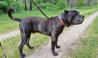 BRODY K ADOPCI - cane corso, mazel, parťák, vhodný k dětem - 7