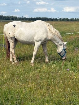 Hrebec appaloosa x CT - 7
