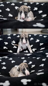 Whippet / Vipet s PP FCI - 7