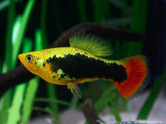 Aktuální nabídka akvarijních rybek,šneků,krevet - 7