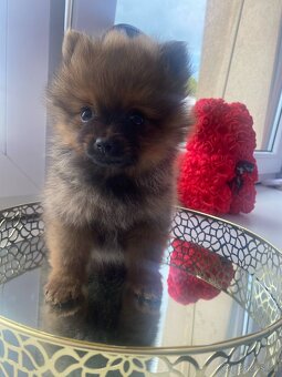 Pomeranian bez pp - 7