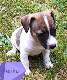 Jack Russel terier, kouzelná štěňátka - 7
