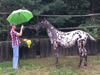 Appaloosa - klisna černý leopard - 7