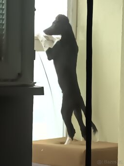🐶 Border kolie s PP – štěně na prodej - 7