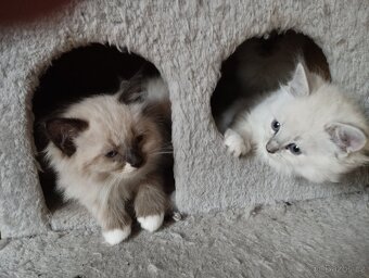 Kříženci ragdoll - 7