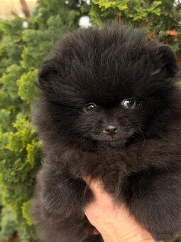 Pomeranian s p.p - 7