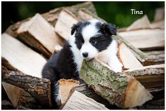 Border Collie, Border Kolia s PP FCI - 7