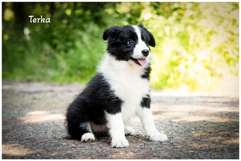 Border Collie, Border Kolia s PP FCI - 7