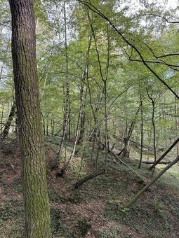 Prodám lesní pozemek v k.ú. Záblatí u Bohumína, p.č. 1454/28 - 7