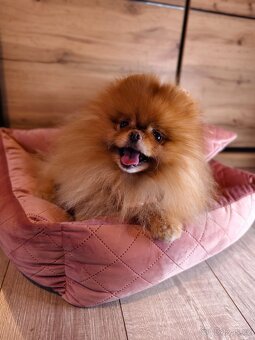 Pomeranian - krásný pejsek s PP - 7