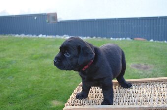 Labradorsky retriver s PP-šteňata - 7