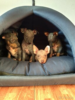 Americký bezsrstý teriér - 7