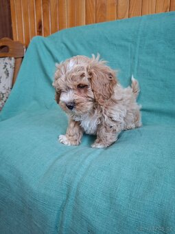 Maltipoo - 7