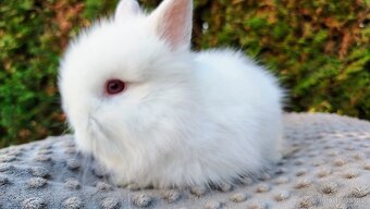 Zakrslý králík, králíček - (TEDDY) - HERBERT A HEIDY - 7
