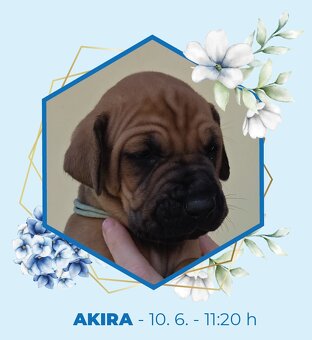 TOSA INU zlatá štěňátka s PP - 7