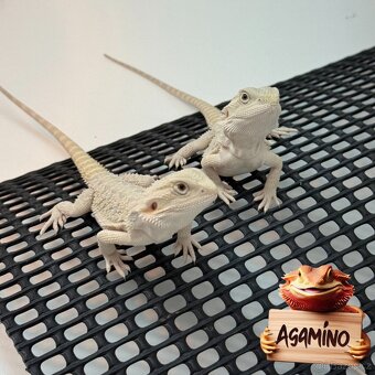 Agama Vousatá - 7