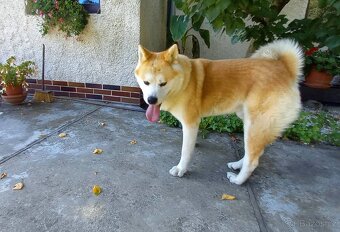 Prodám 2 štěňátka Akita Inu - 7