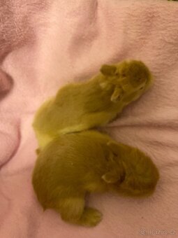 Zakrslí králík - 7