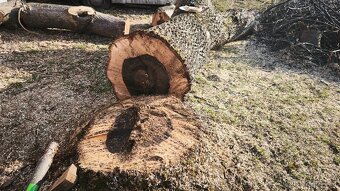 Dřevo ořešáku - 7