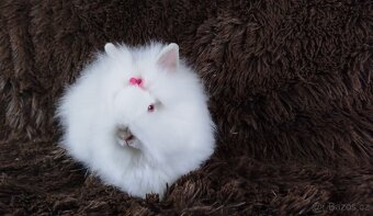 Zakrslý králík, králíček -(TEDDY)-HEIDY - 7