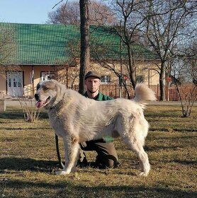 Středoasijský pastevecký pes - šteniatka s PP - 7
