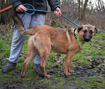 AMIGO K ADOPCI - 1 ROK, HRAVÝ, PŘÁTELSKÝ, VHODNÝ K DĚTEM - 7