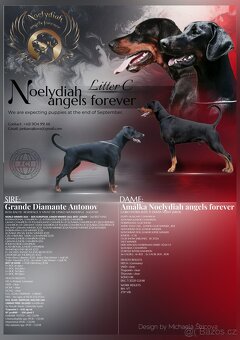 Dobrman s PP FCI - 7