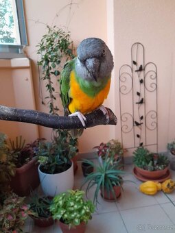 Papoušek Senegalský 7 let - 7