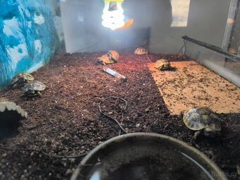 Želva zelenavá - 7