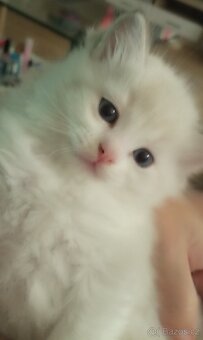 Koťátka Ragdoll - 7