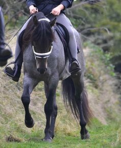 Quarter horse- připouštění (Bay roan) - 7