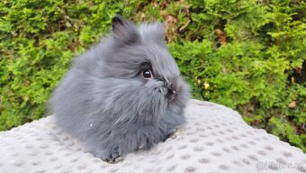 Zakrslý králík, králíček -(TEDDY)-OLAF,OLINA,OLIVER - 7