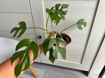 Monstera Monkey mask, Deliciosa, Minima - 7