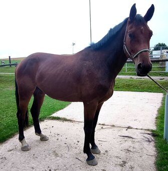 Oldeburský valach - 7