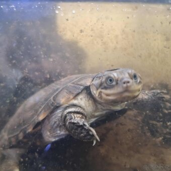 Prodám želvy - 7